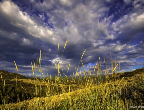 Reeds East Canyon, Utah