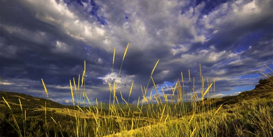 Reeds, morning sun on a blustery day, East Canyon, Wasatch Range, Utah